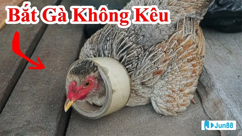 Bức ảnh hướng dẫn cách bắt gà đá Khoảnh khắc hướng dẫn cách bắt gà đá